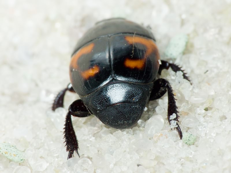 Hister quadrimaculatus Linnaeus, 1758